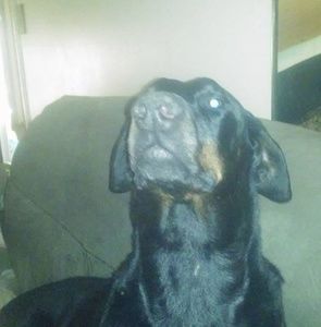 Meet your Posher, Roy